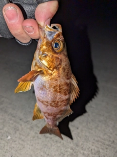 メバルの釣果