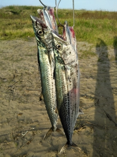 サゴシの釣果