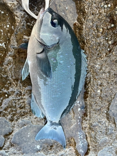 オナガグレの釣果