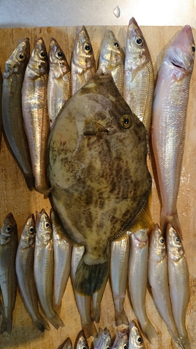 カワハギの釣果