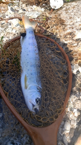 アマゴの釣果