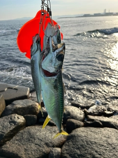 イナダの釣果