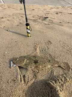 ヒラメの釣果