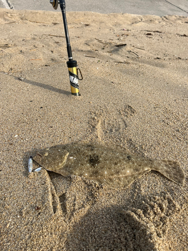 ヒラメの釣果