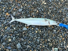 サゴシの釣果