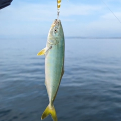 ワカシの釣果