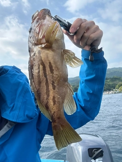 ホウキハタの釣果