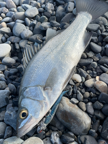 ヒラスズキの釣果