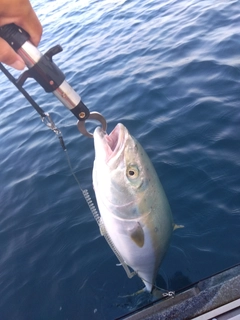 ワラサの釣果