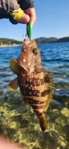 キジハタの釣果