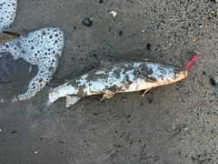 アメマスの釣果