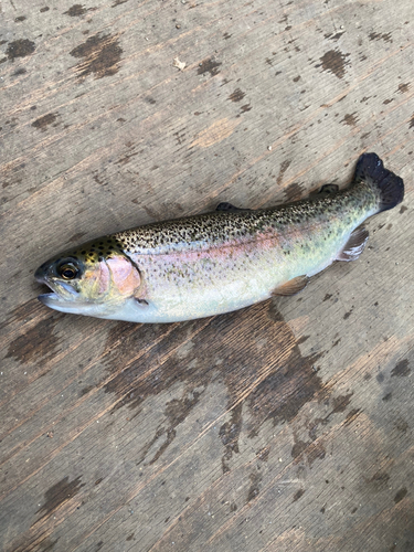 ニジマスの釣果