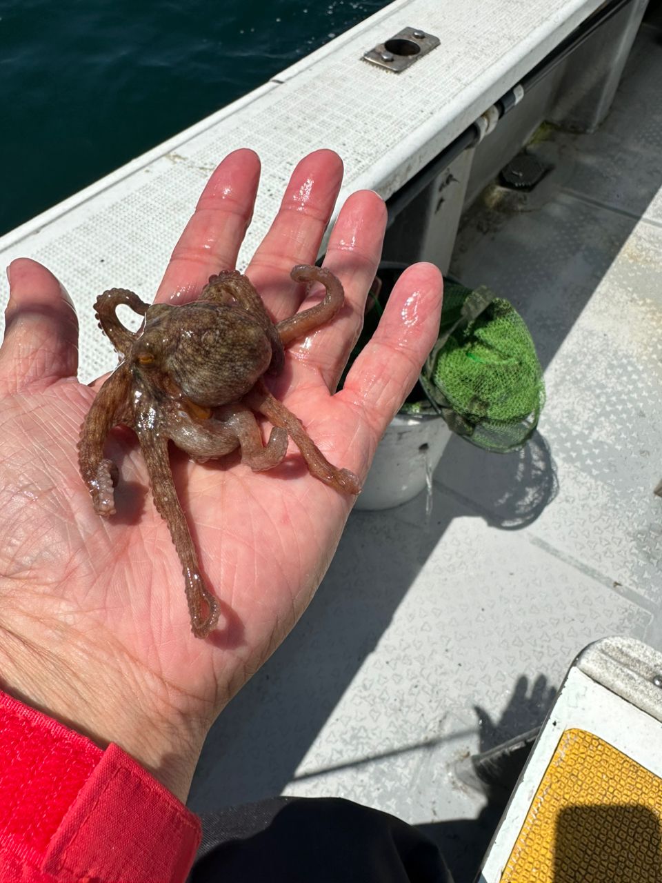 boat angler osetoさんの釣果 1枚目の画像