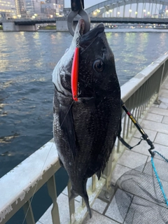 クロダイの釣果