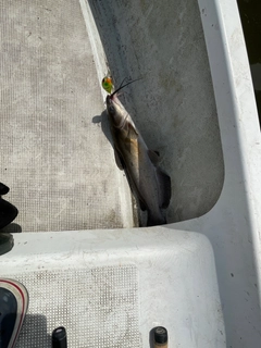 アメリカナマズの釣果