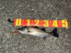 スズキの釣果