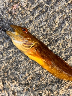 アナハゼの釣果