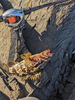 タケノコメバルの釣果