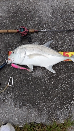 ロウニンアジの釣果