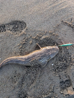 マゴチの釣果