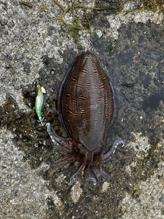 モンゴウイカの釣果