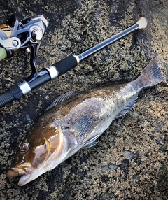 アイナメの釣果