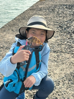 クロメバルの釣果