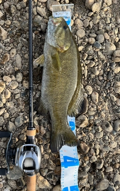 スモールマウスバスの釣果