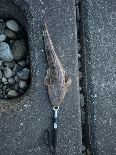 マゴチの釣果