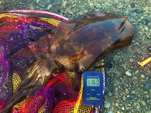 アオリイカの釣果