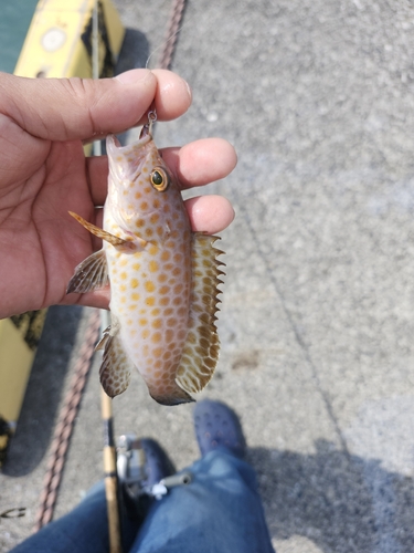 オオモンハタの釣果