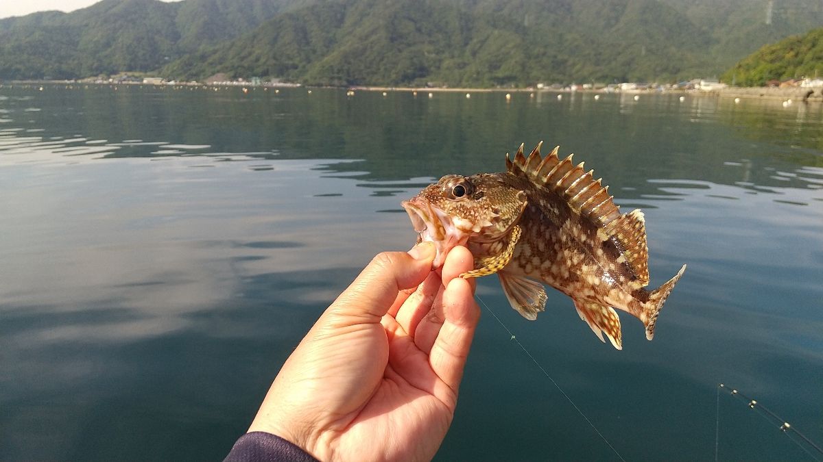 遥の父さんの釣果 3枚目の画像