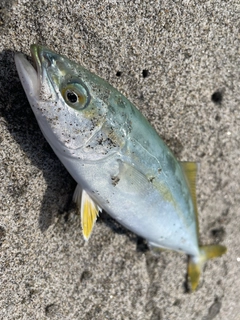 ワカシの釣果