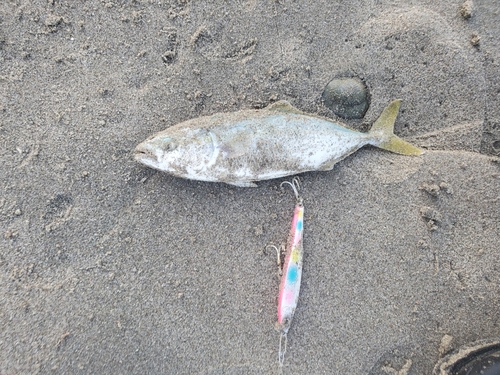 ワカナゴの釣果