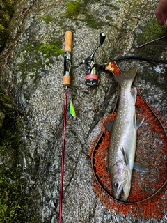 イワナの釣果