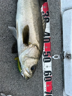 シーバスの釣果