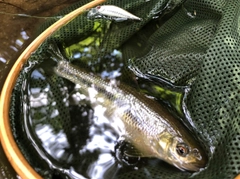 カワムツの釣果