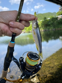 カワムツの釣果