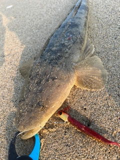 マゴチの釣果