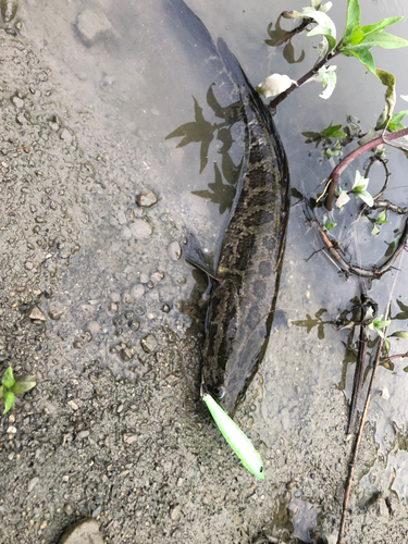 ライギョの釣果