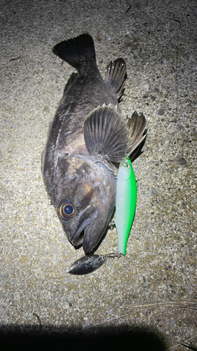 クロソイの釣果