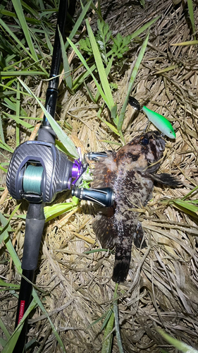 オウゴンムラソイの釣果