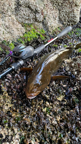 アイナメの釣果