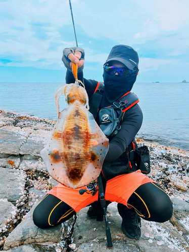 アオリイカの釣果