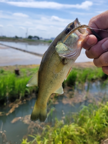 ラージマウスバスの釣果