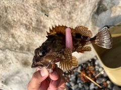 アラカブの釣果