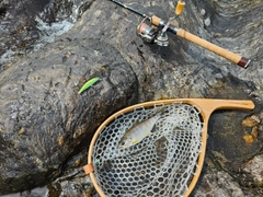 アマゴの釣果