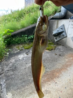 ナマズの釣果