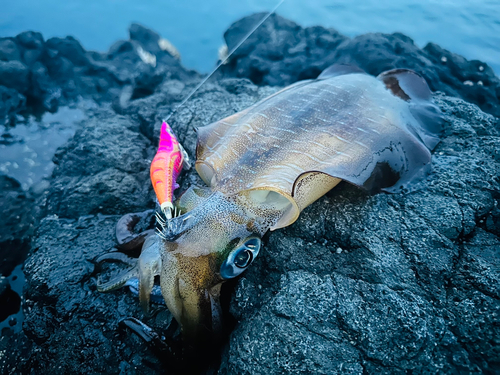 アオリイカの釣果