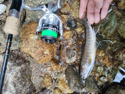 イワナの釣果